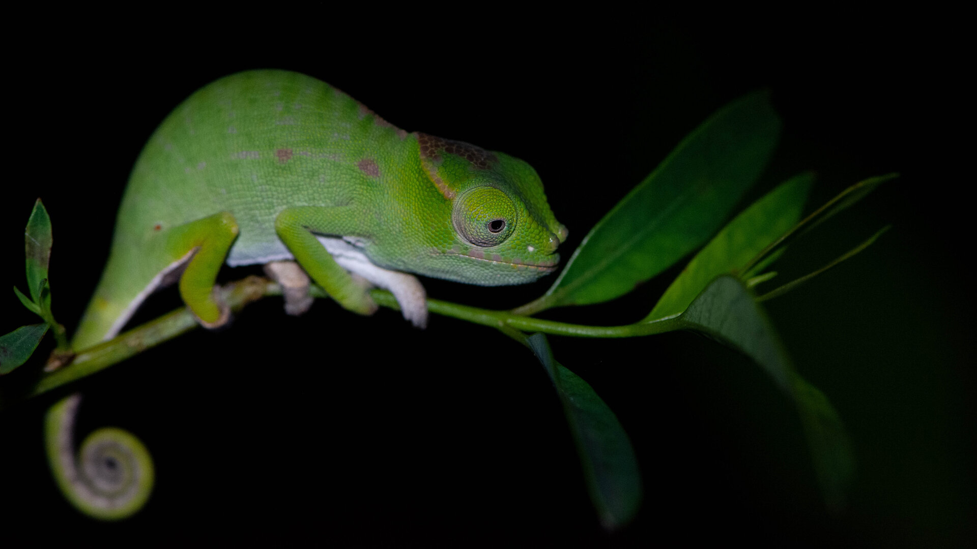 Chamaeleon bei Nacht
