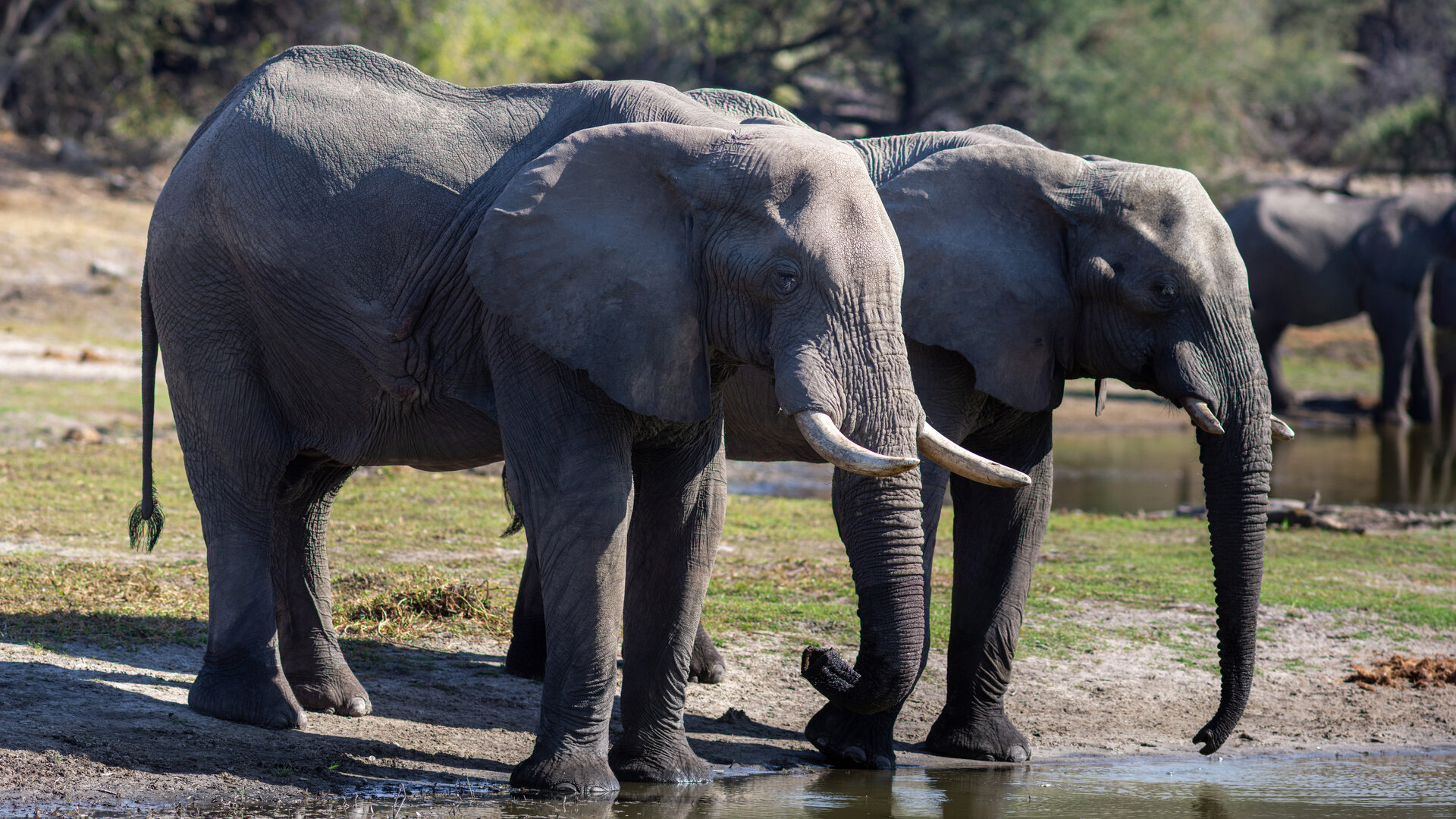 Elefant in der Savanne