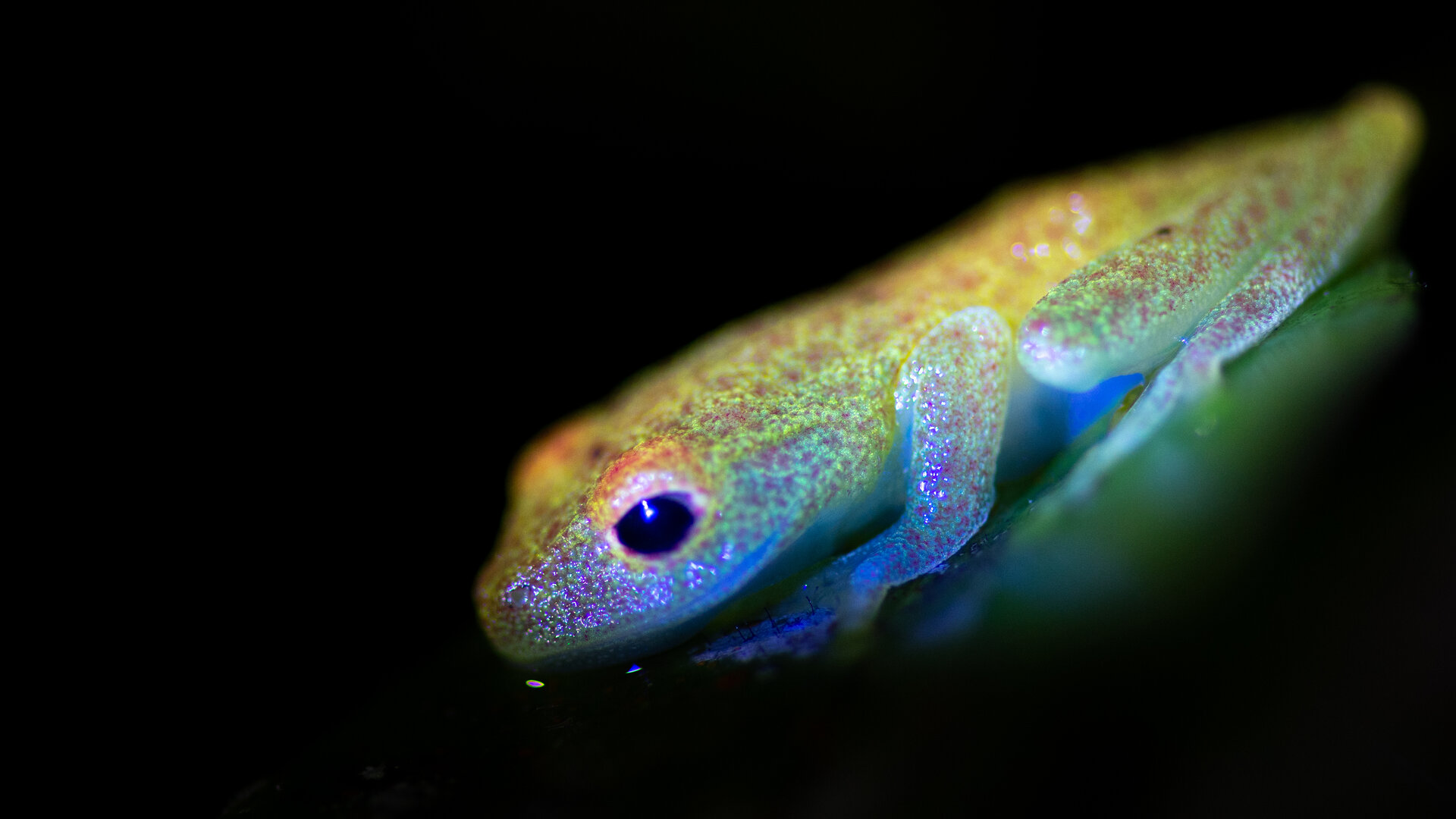 Fluoreszierender Gecko
