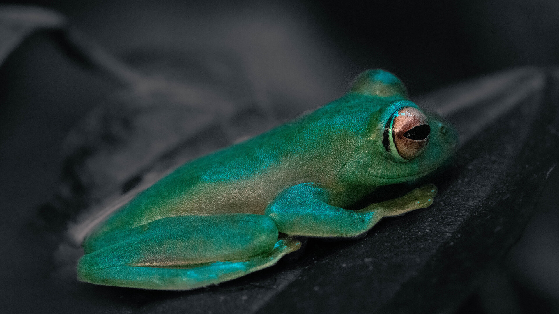 Tuerkiser Laubfrosch