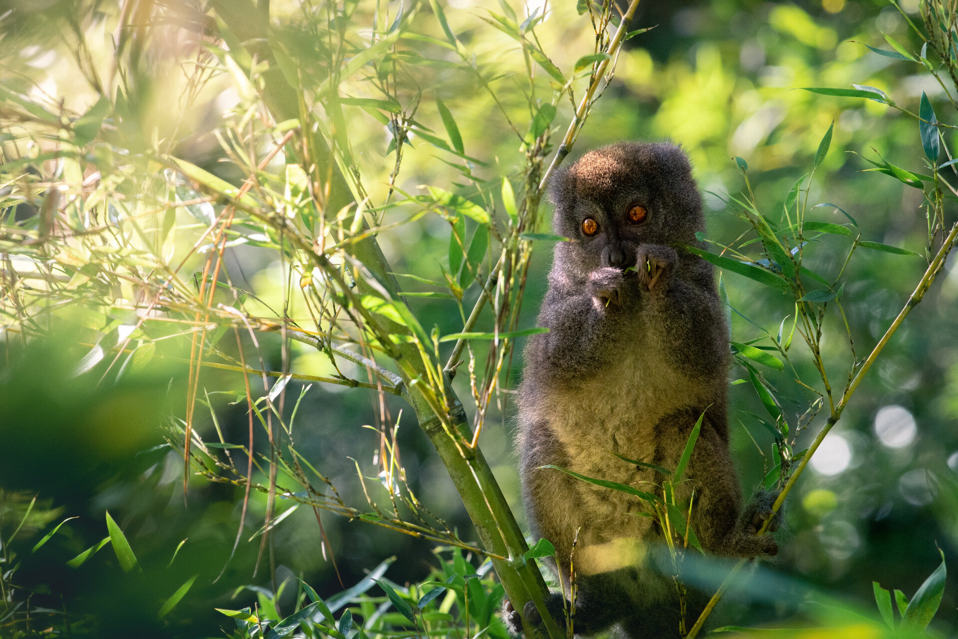 Lemur mit orangenen Augen