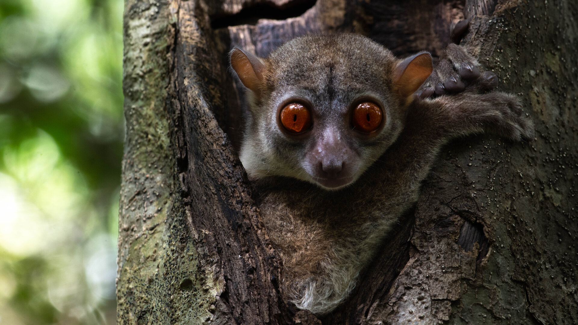 Mausmaki in Baumhoehle