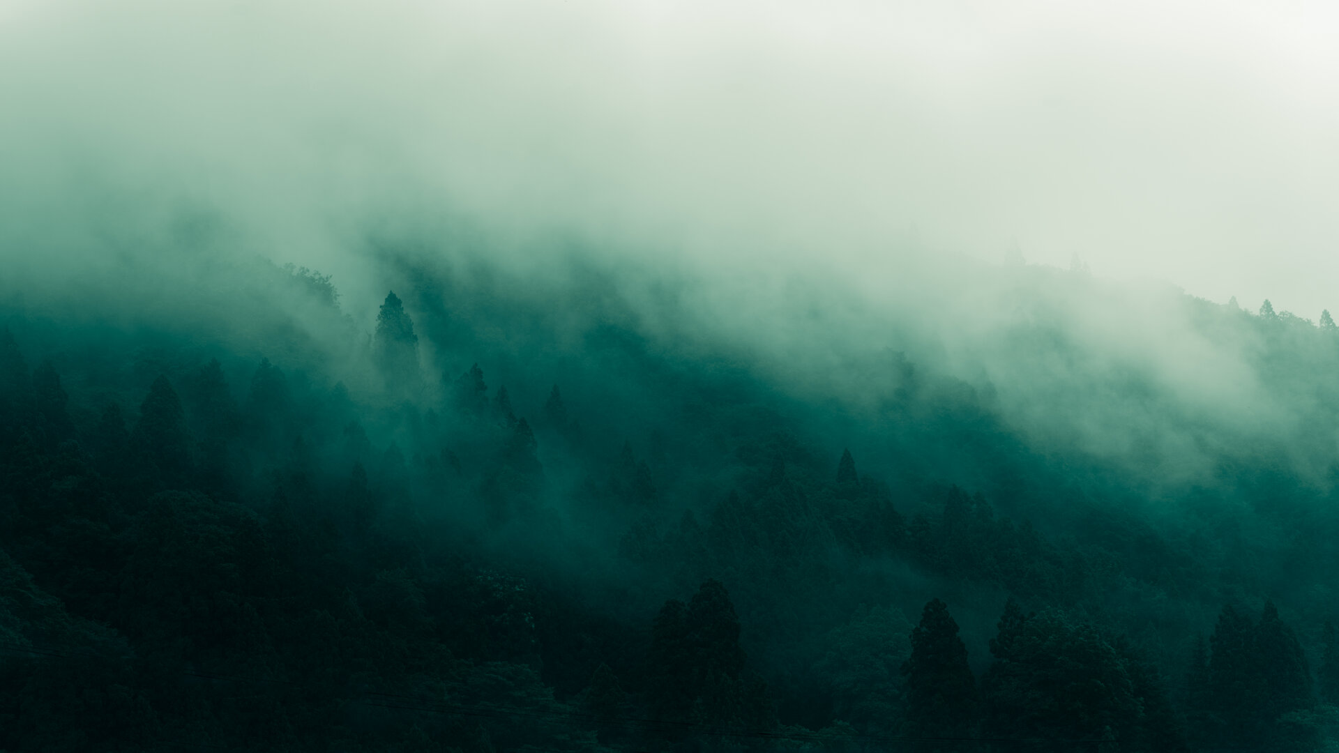 Licht im japanischen Nebelwald