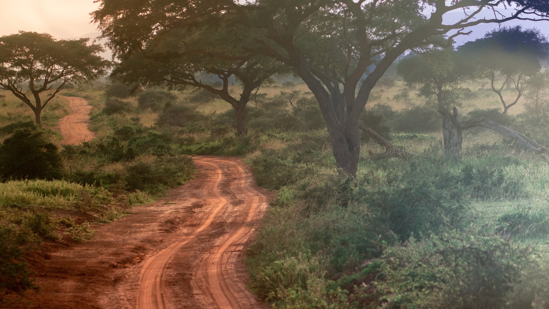 Savanne im Morgennebel