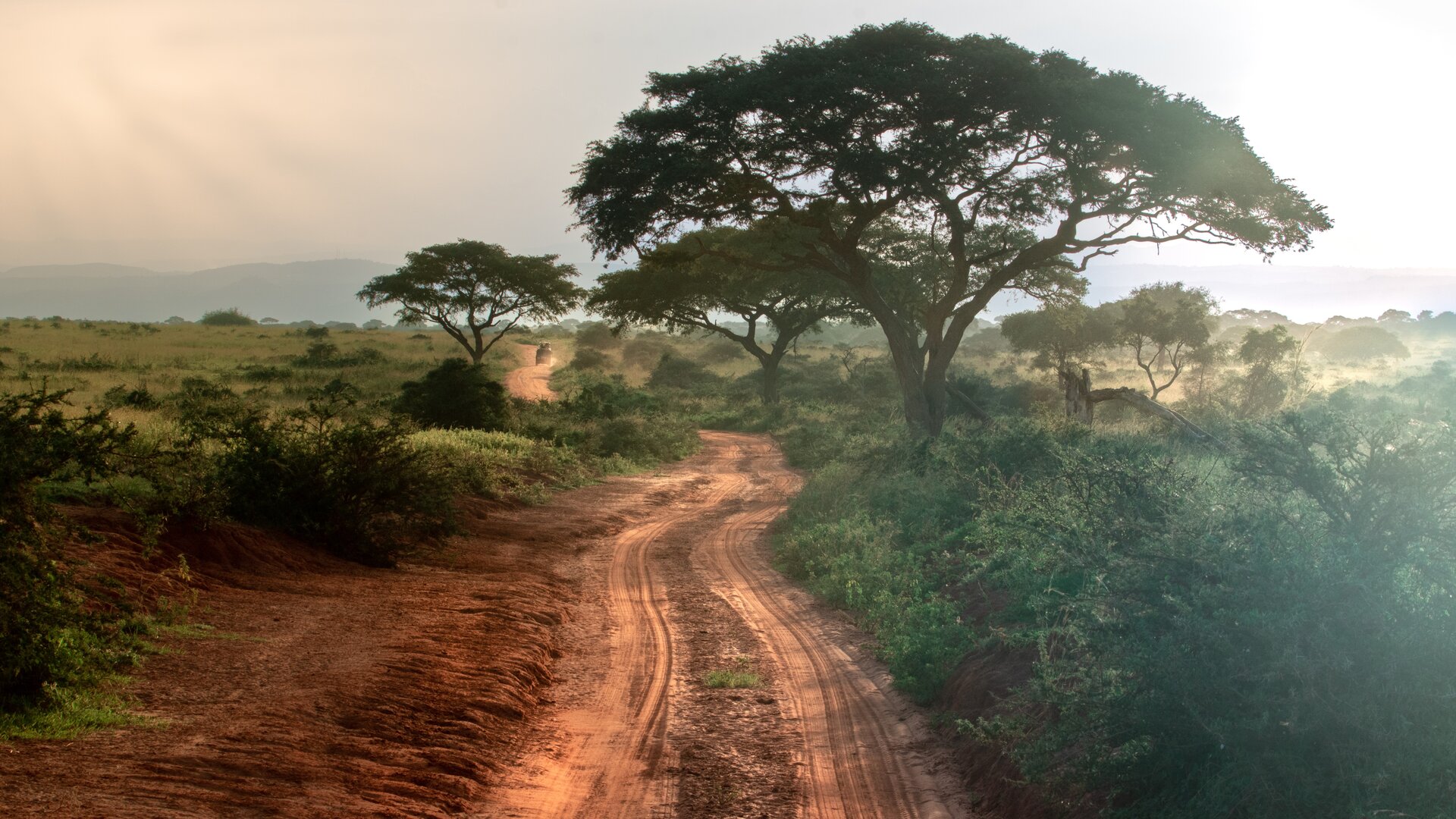 Akazie auf roter Erde