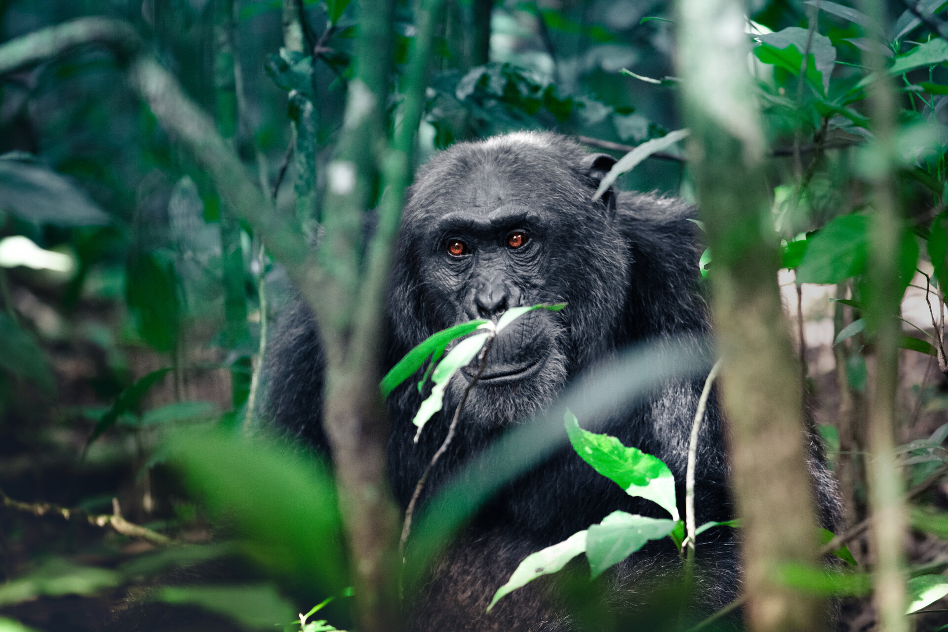 Schimpanse im Regenwald